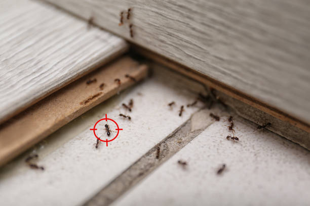 Best Ant Control Services  in Bourbonnais, IL